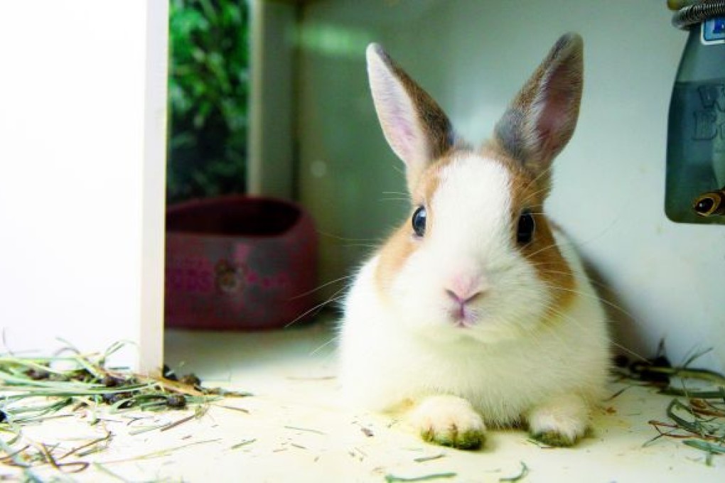 1000 Reasons to Love Hong Kong: Local Charities