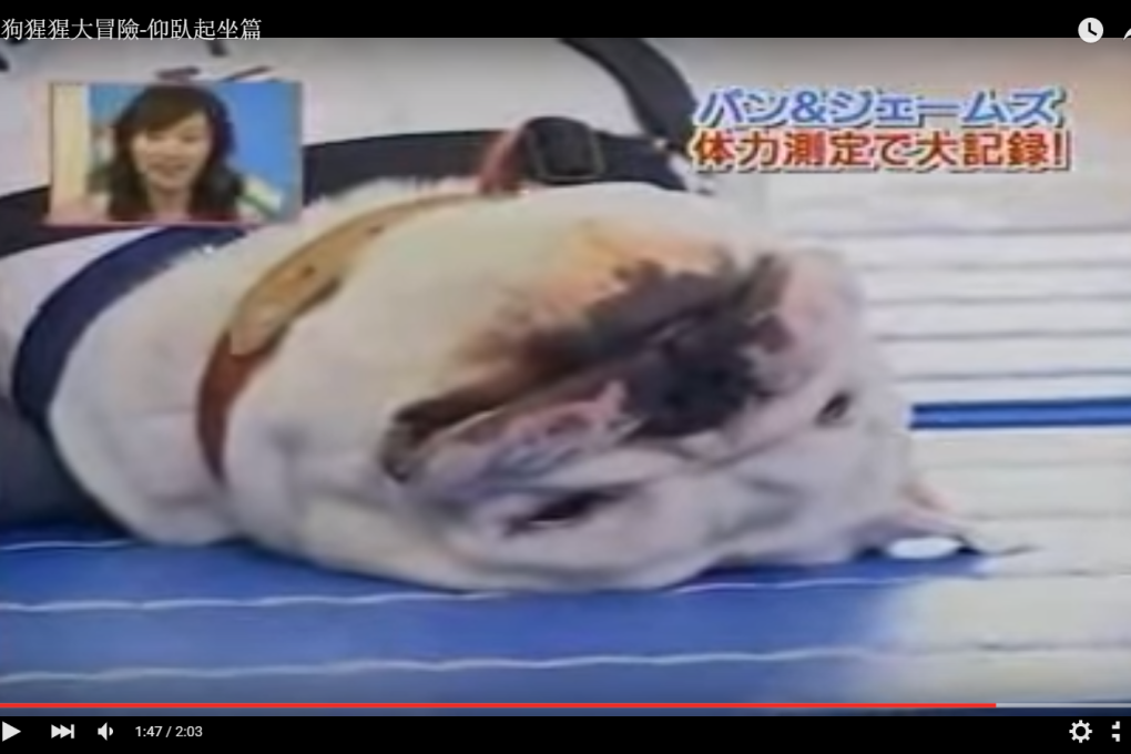 A screenshot from a video of bulldog James attempting sit-ups with Japanese school students.