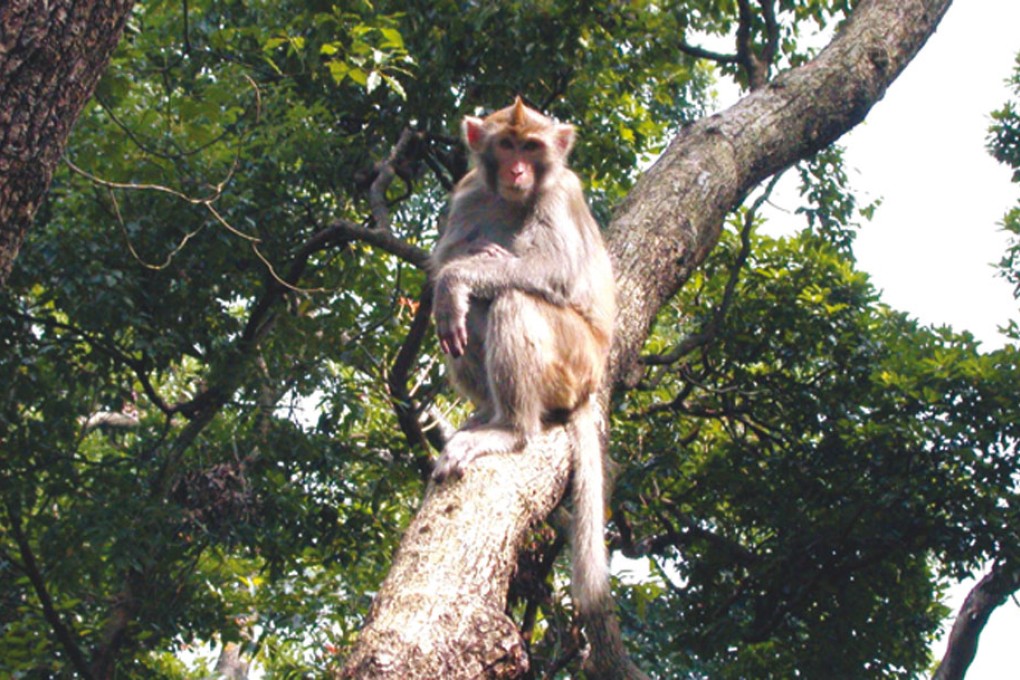 Jungle Boogie - Rhesus Macaques