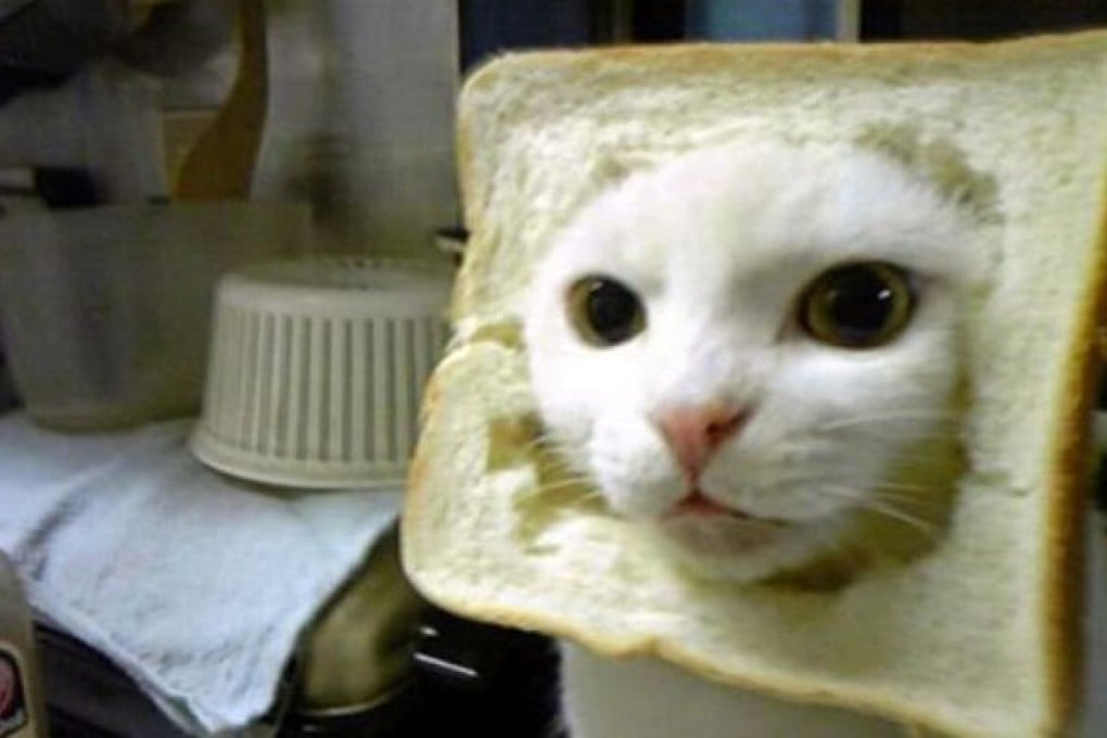 Five Funny Pet Websites