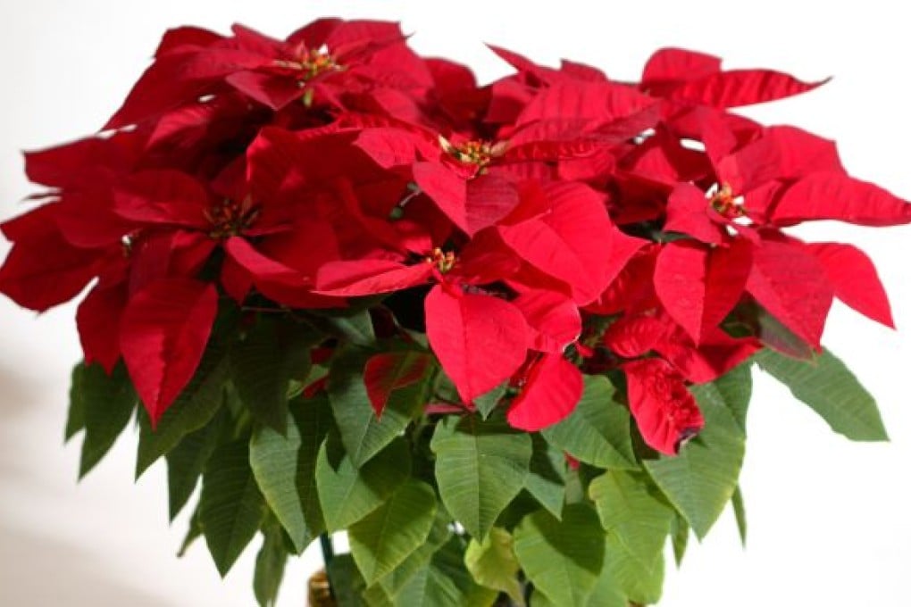 Why Is the Poinsettia So Popular in Hong Kong?