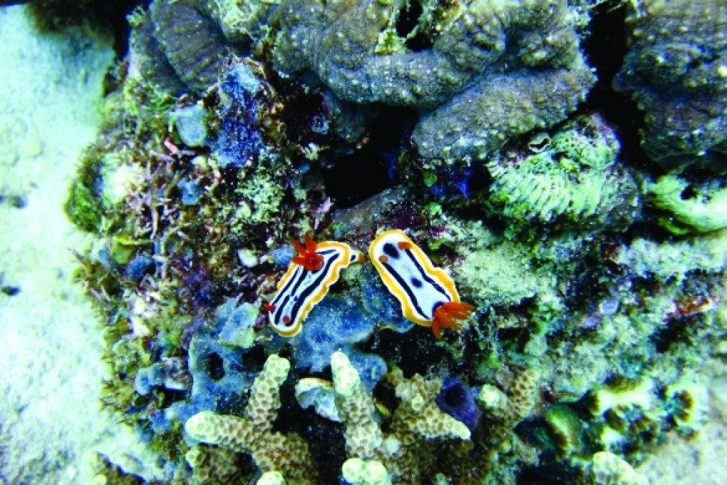 Learn to Dive in the Philippines' Puerto Galera