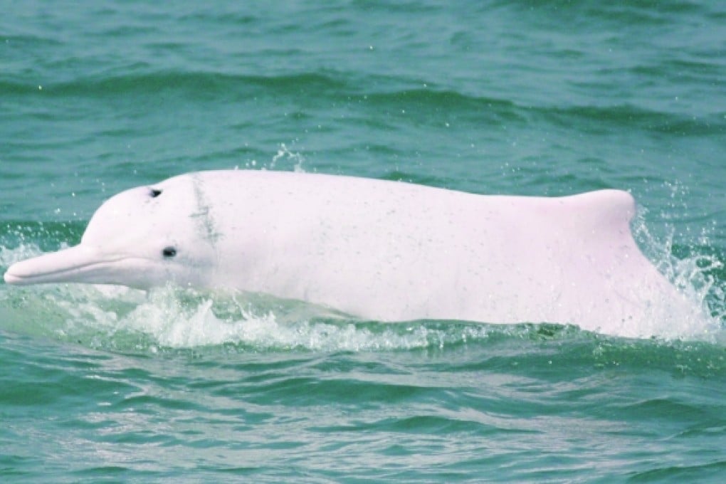 Photo: Hong Kong Dolphin Conservation Society