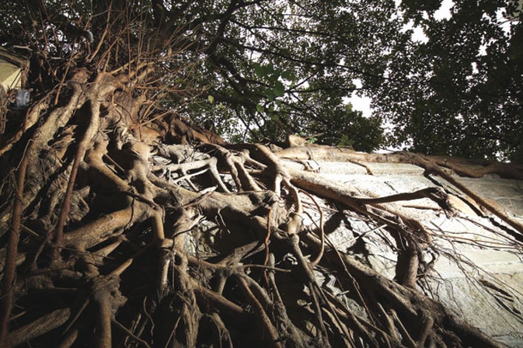 Chinese banyan wall trees on Kennedy Road
