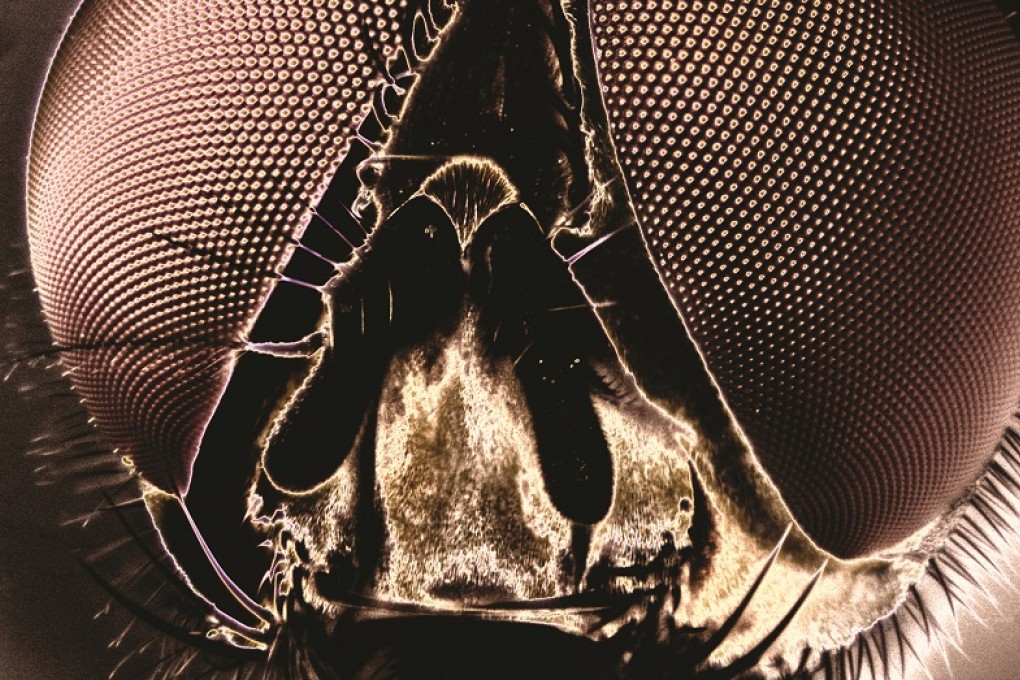 PolyU-developed 3D imaging system was inspired by the physiological structure of the compound eyes of the flies.