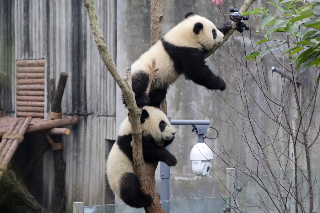 Humans probably walked more than these giant pandas in Chengdu did during the Lunar New Year (Source: Reuters)