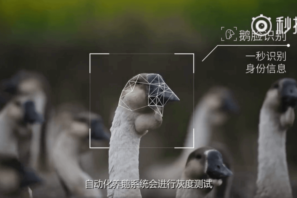 Facial recognition for goose (Picture: Tencent)