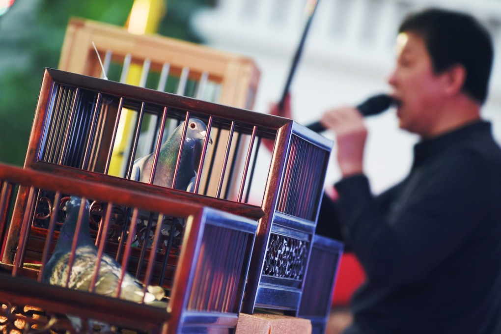 A pigeon is displayed during an auction in Beijing. Photo: AFP