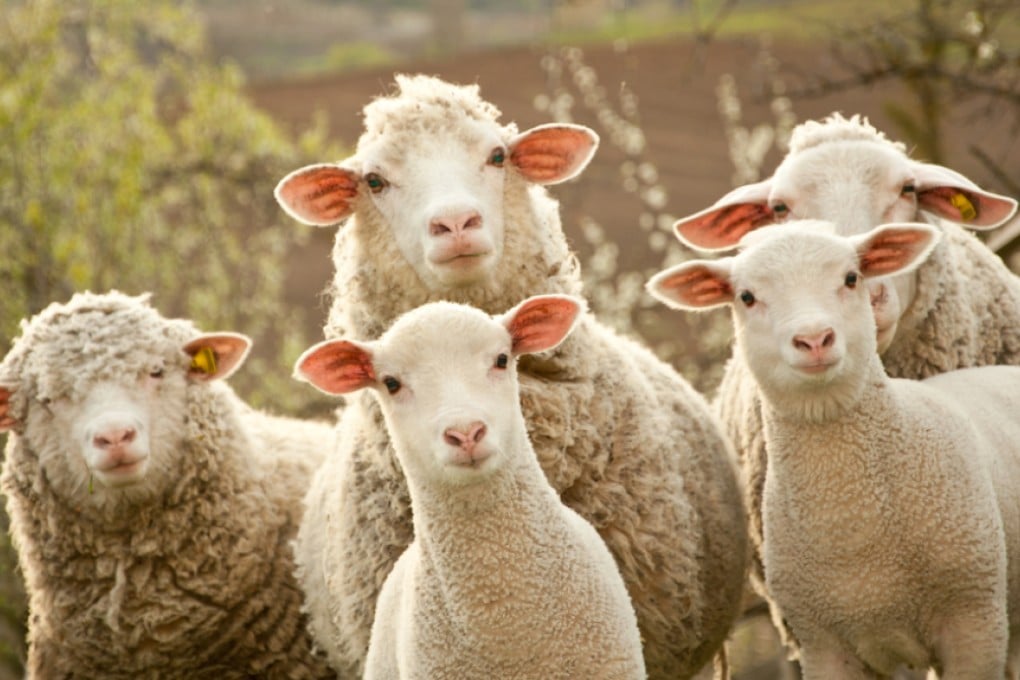 Why Chinese tech companies fear the "Wool-Pulling Party"