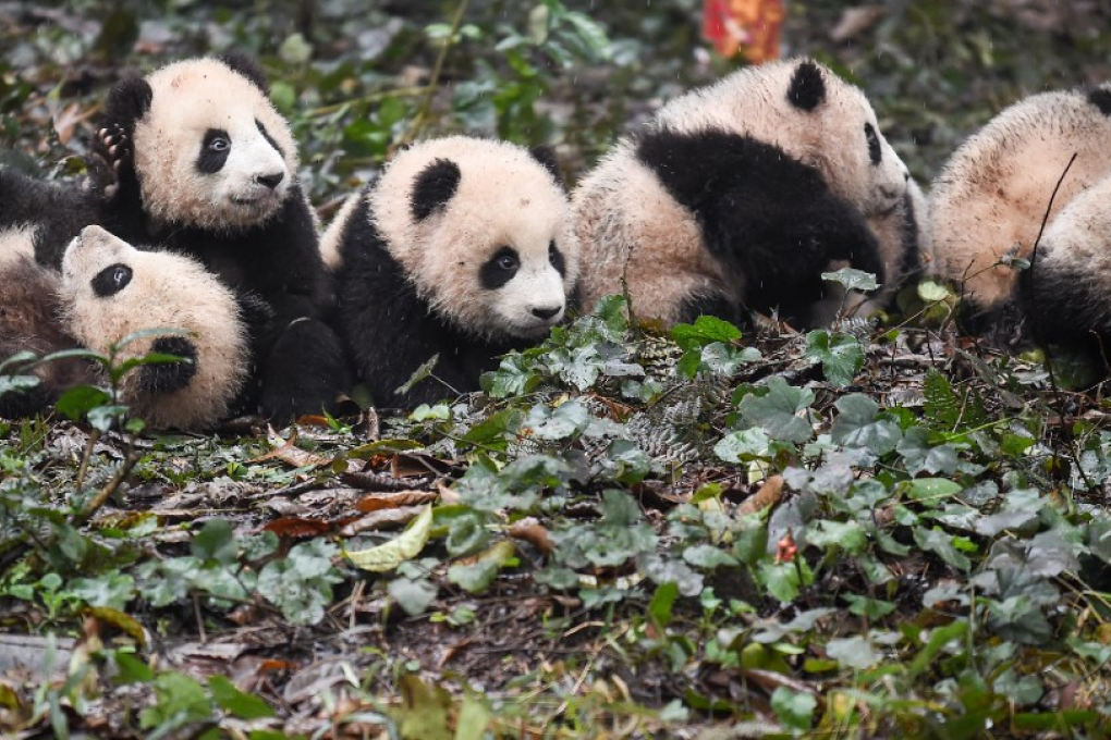 Look all the same to me. (Picture: Xue Yubin/Xinhua)