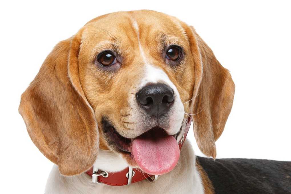 Move over humans, this startup is making facial recognition for pets