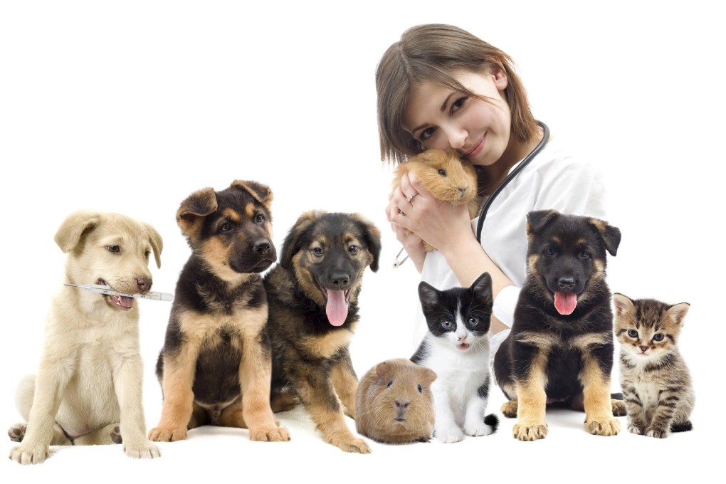 Life as a vet is challenging and emotional, but you can make a real difference to the lives of animals and people