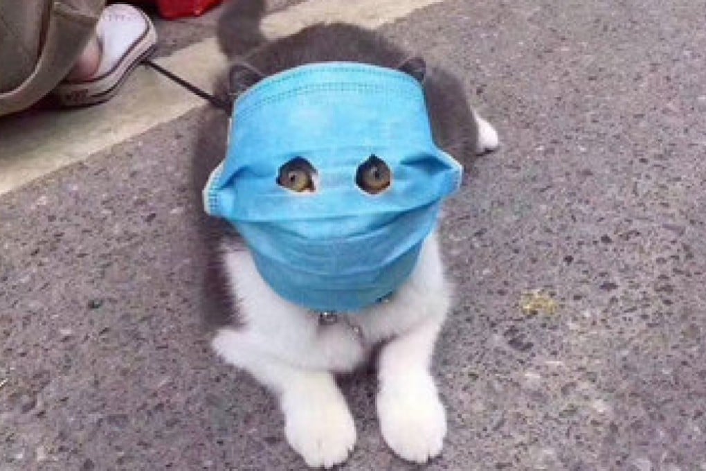 More protected than you human plebs still scrambling to find face masks. (Picture: 里神楽 via Weibo)