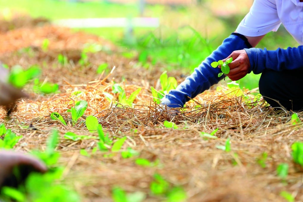 Food security and food sustainability have risen on the policy agenda in recent years as the globalisation of food deepened.