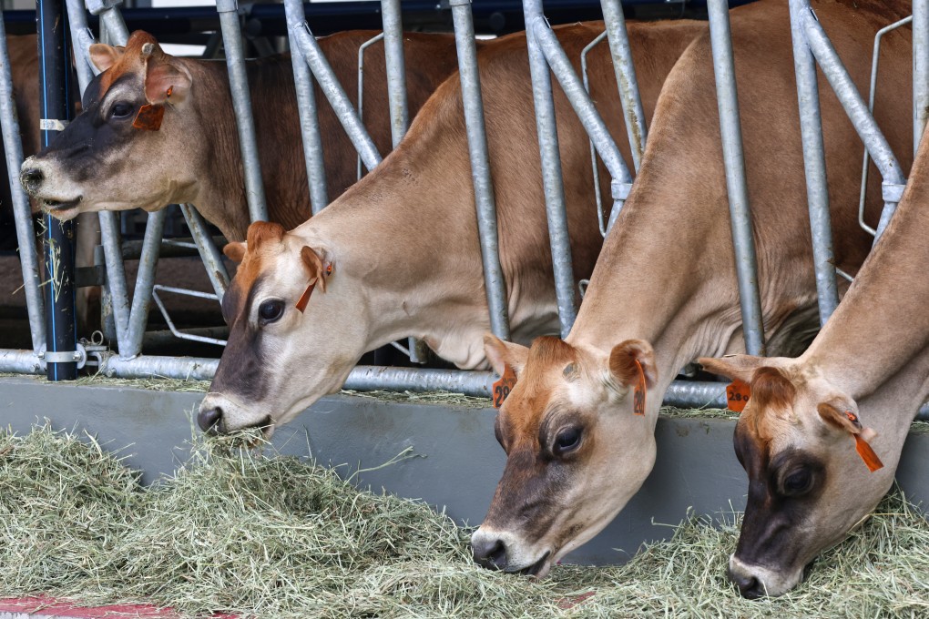 City University opens a dairy farm to train new veterinary students