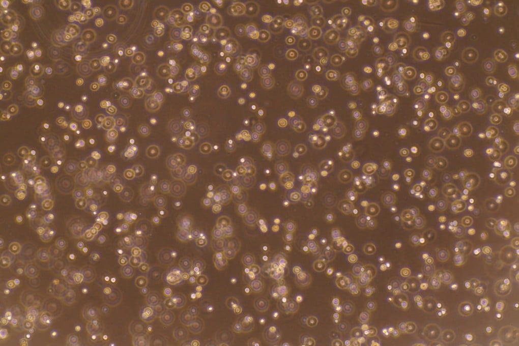 Inside a bioreactor, a small number of starting fish cells are nurtured in a sterile, controlled environment with nutrient-rich, animal-component-free formula. These cells double in one and a half days, growing into an exponentially larger number of fish cells in a few weeks.