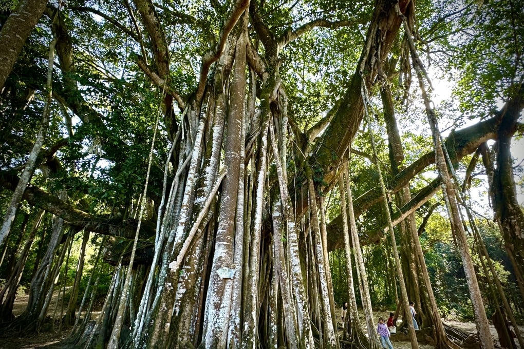 The King Banyan Tree of Shangkan Village, Mang City, Yunnan, China; Photo taken by Dr Charles CHEN Yidan