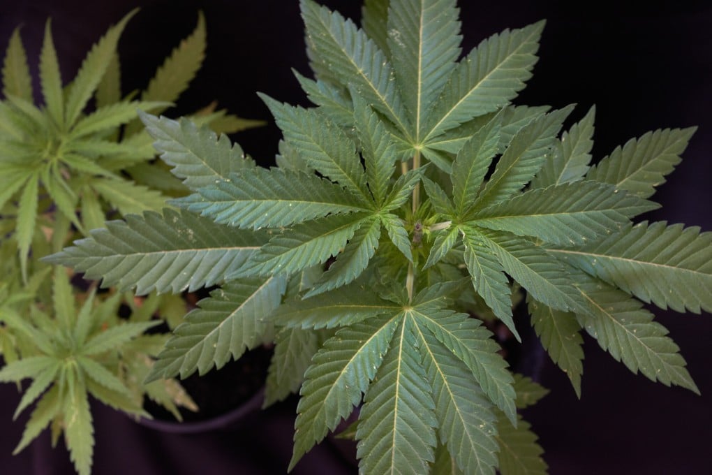 CBD, which is derived from the cannabis plant, is legal in Hong Kong and sold in food, drinks and beauty products. Photo: Alain Pitton/NurPhoto via Getty Images