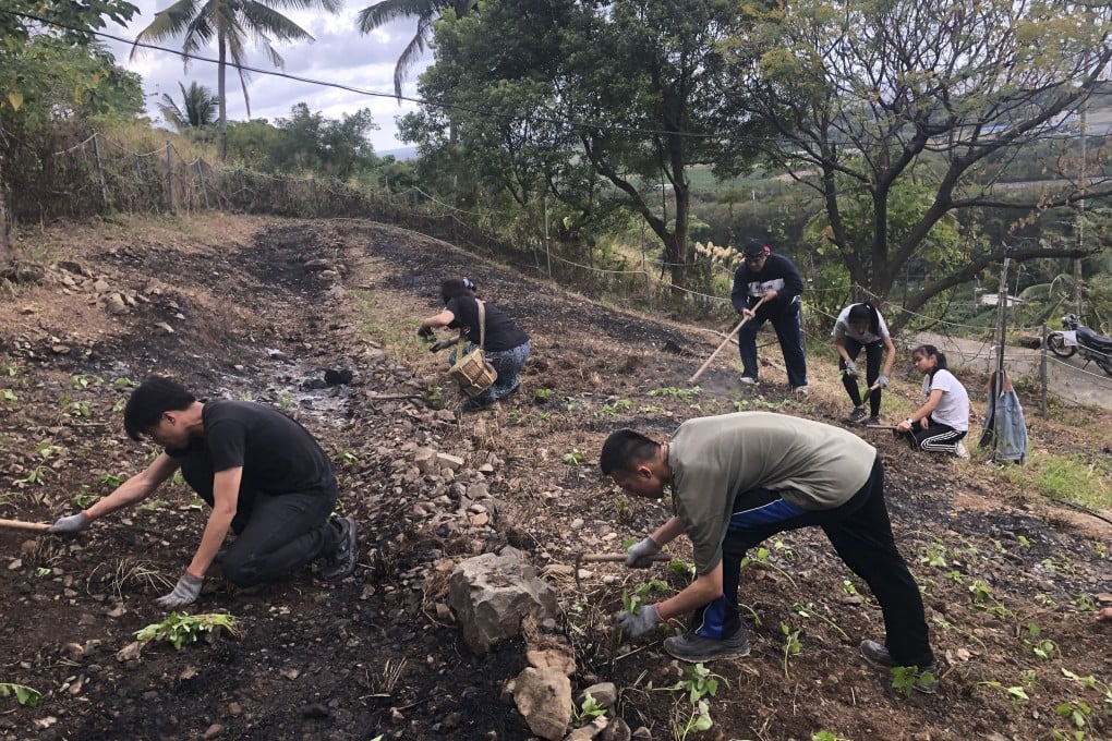 Tourists plant a red quinoa crop near Xianglan Village, Taiwan, on February 7, 2021. Photo: Ralph Jennings