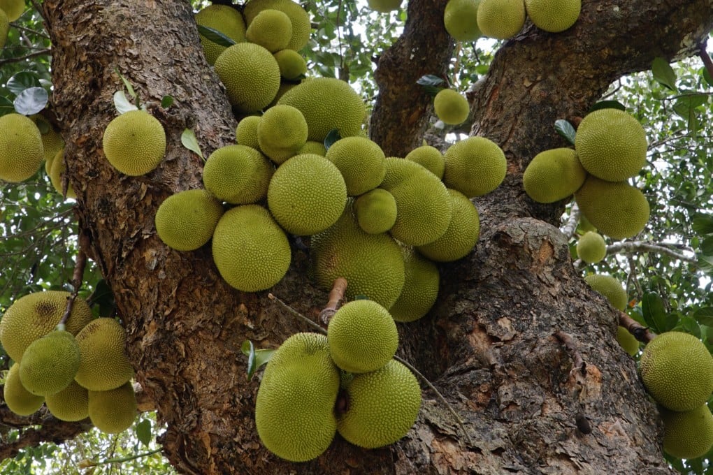 Falling giant jackfruits have proved dangerous for visitors to Tijuca National Park in Rio de Janeiro, Brazil. Many Brazilians don’t like the taste of the fruit, but advocates argue it is nutritious and can feed the poor. Photo: Getty Images