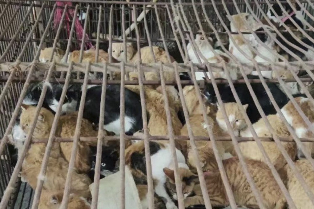 Authorities found hundreds of animals in filthy conditions. Photo: Handout