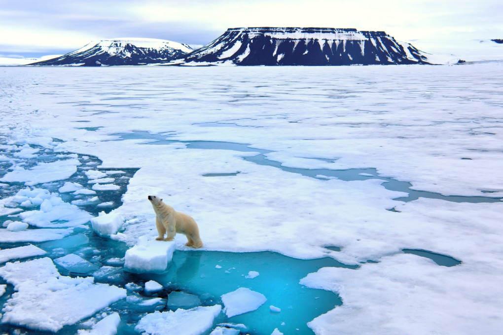 A polar bear in the wild. In their natural habitat, polar bears are excellent long-distance swimmers and, whether on land or in water, they can travel for days at a time with only short rest stops. Photo: Getty images