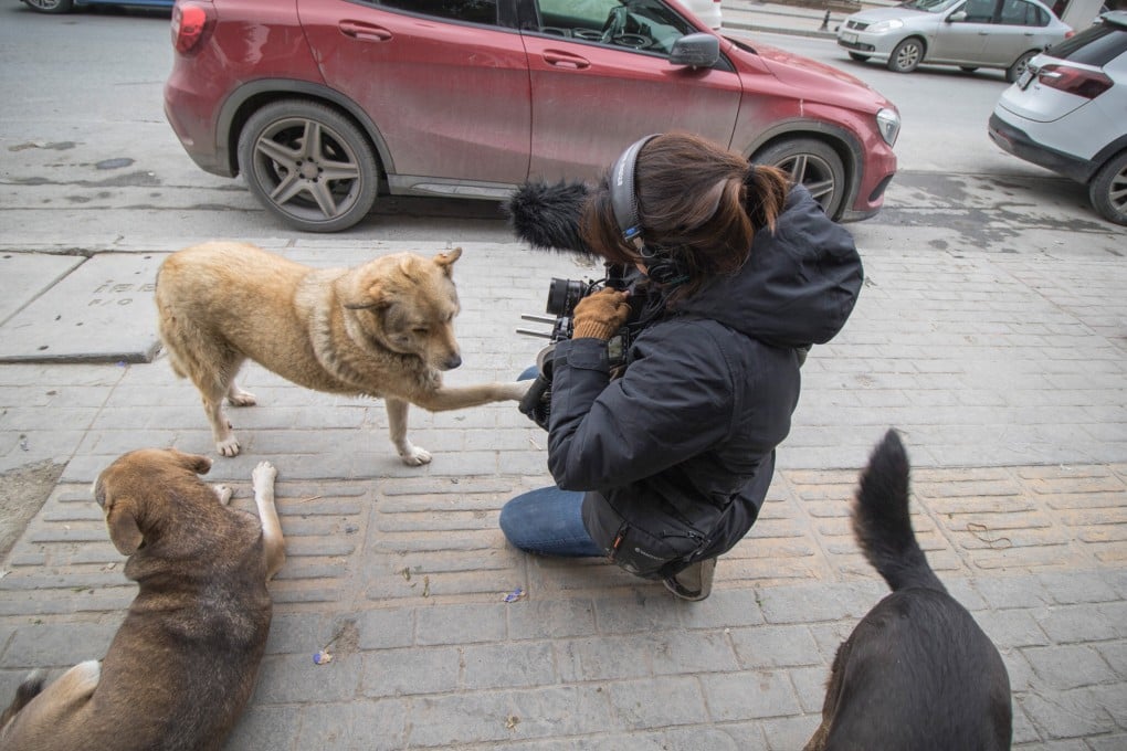 Elizabeth Lo films Stray on the streets of Istanbul. Photo: Stray