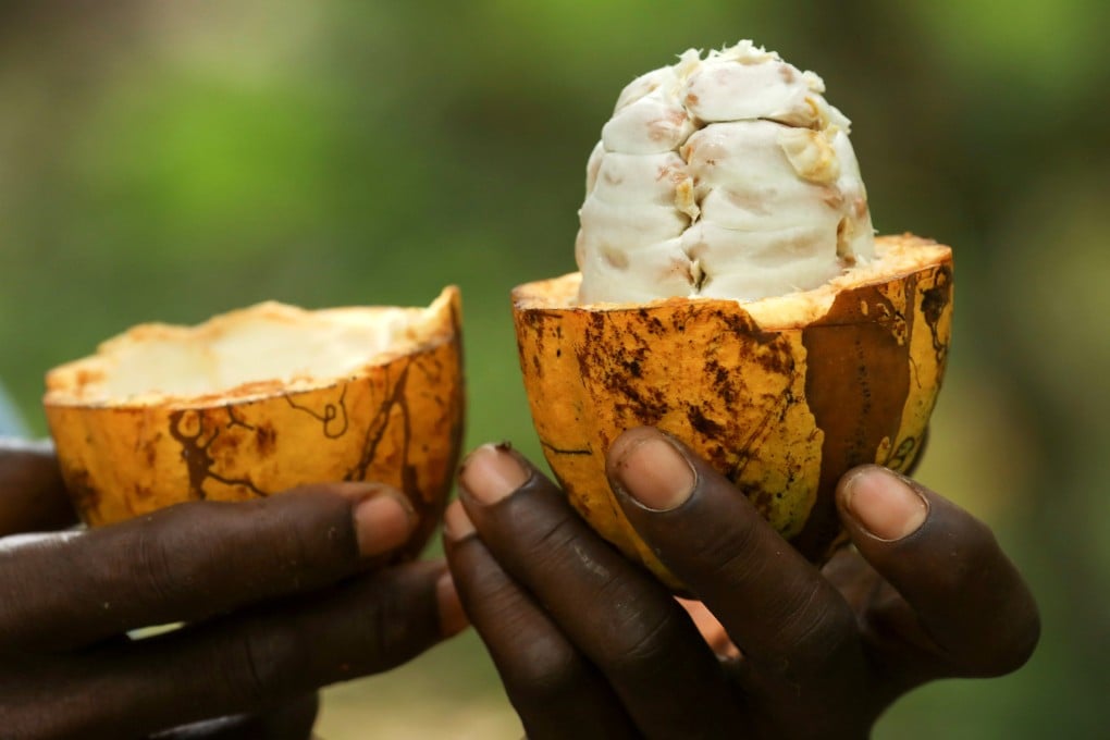 A farmer holds a cocoa pod in Alepe, Ivory Coast, showing the fruit that surrounds the seed. Photo: Reuters