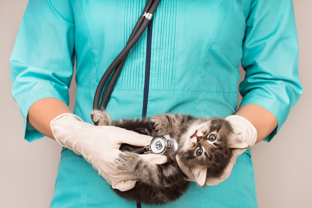 Vets are not just the heroes who provide medical services and save the lives of our furry family members, but also people who smile and cry with us through speedy recoveries or loss. Photo: Shutterstock