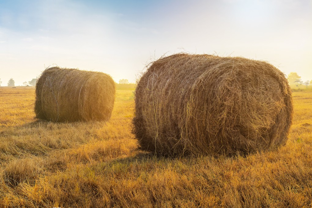 China consumes about 1 million tonnes of hay a year, the Global Times said citing industry sources. It said 300,000 tonnes comes from Australia, its sole source of hay imports, with domestic producers supplying the rest. Photo: Shutterstock Images