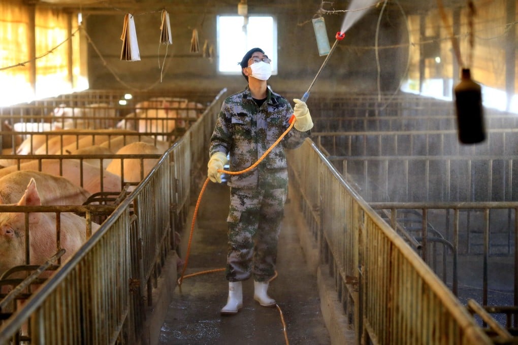 China is looking to rebuild its pig population, which was devastated by African swine fever. Photo: EPA-EFE