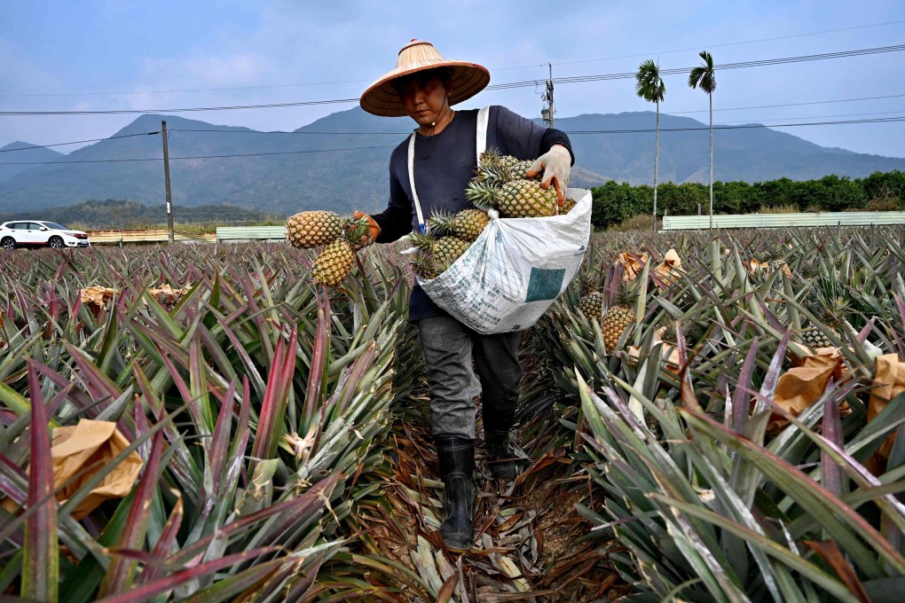 A pineapple farmer harvests his crop in Taiwan’s Pingtung county. A Chinese ban has sparked a flood of patriotic pineapple buying and forced restaurants to come up with inventive new menu choices, but raised questions about Taipei’s overwhelming economic reliance on its giant neighbour. Photo: AFP