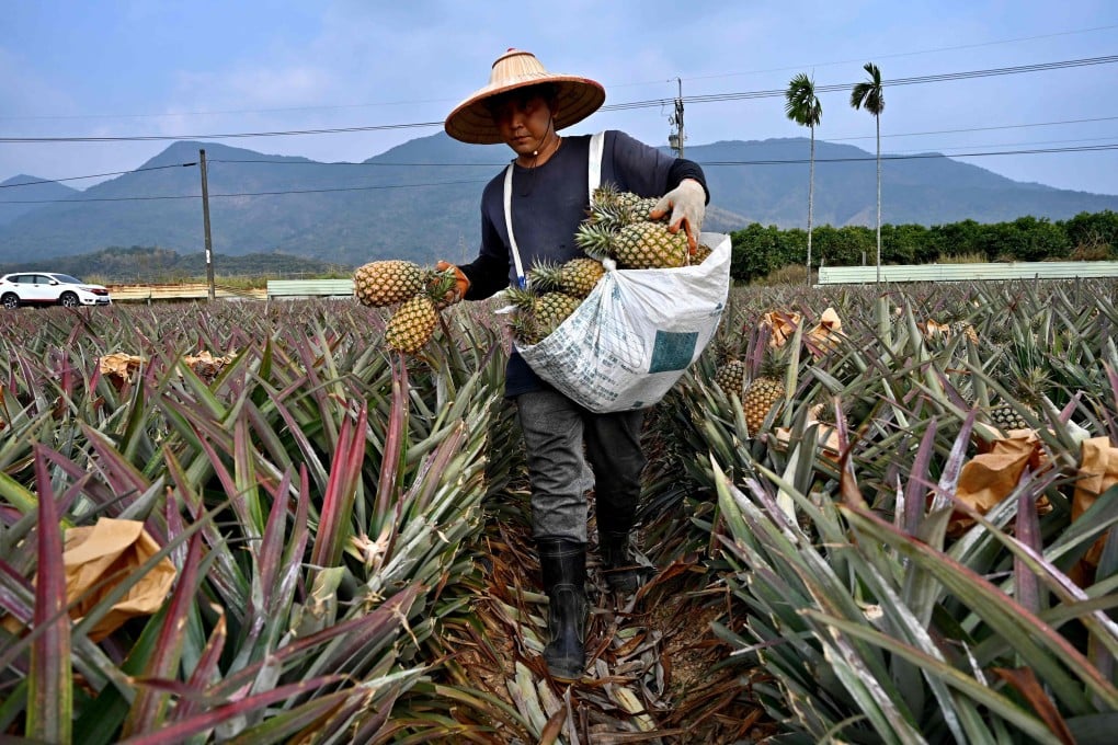 A pineapple farmer harvests his crop in Taiwan’s Pingtung county. A Chinese ban has sparked a flood of patriotic pineapple buying and forced restaurants to come up with inventive new menu choices, but raised questions about Taipei’s overwhelming economic reliance on its giant neighbour. Photo: AFP