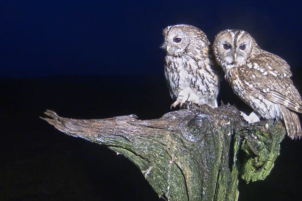 Tawny owls Luna and Bomber. Photo: courtesy of Robert Fuller