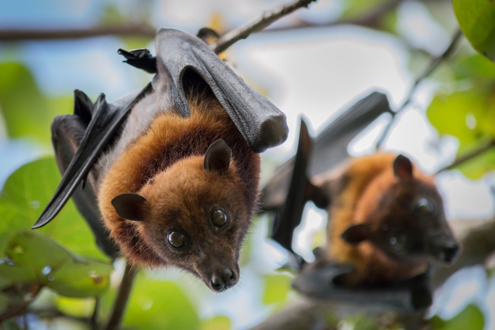 The closest known relatives to the coronavirus were found in bats in southwest China. Photo: Shutterstock