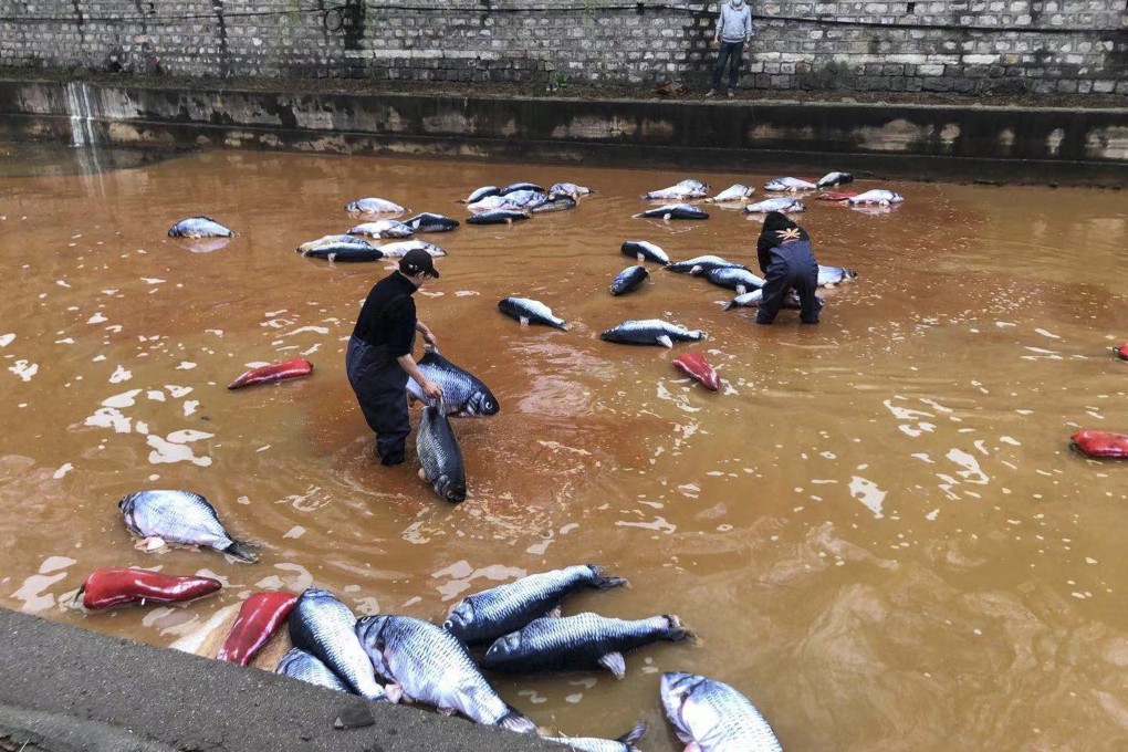 Performance artists put toy fish in a polluted river in Zibo, Shandong province, to make it look like ‘hotpot fish’ in order to promote public awareness about environmental issues. Photo: Handout