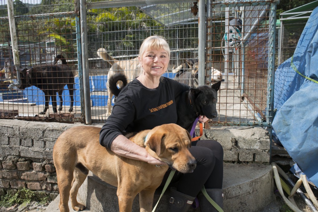 Narelle Pamuk with some of her dogs at the Sai Kung Stray Friends Foundation. The shelter has put out an urgent call for donations. Photo: Antony Dickson