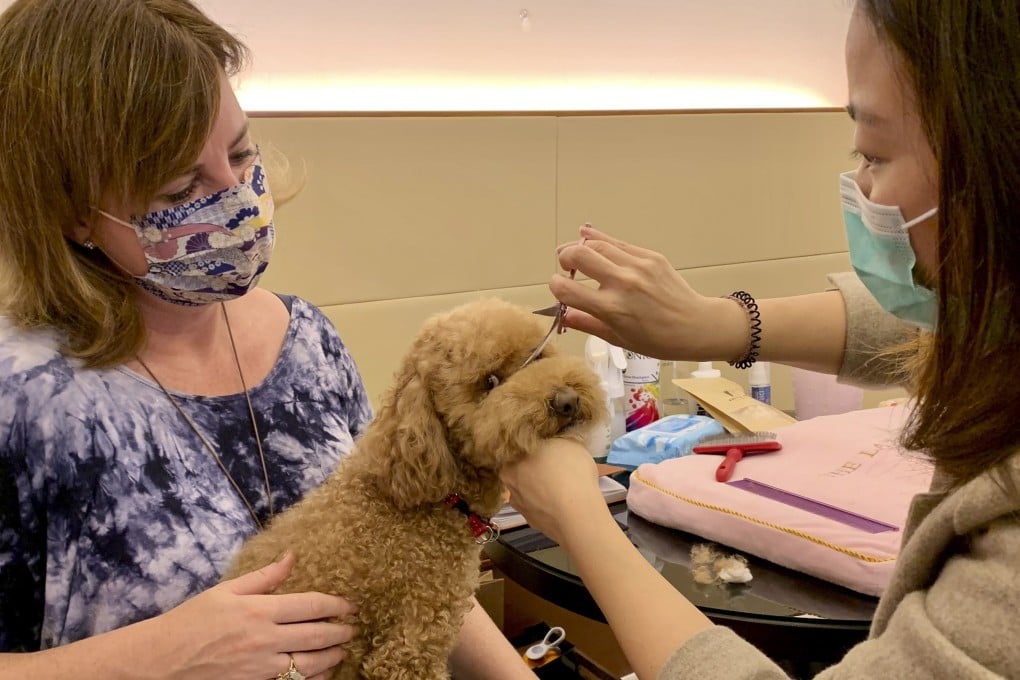 Piper, an adoptee from Hong Kong Dog Rescue, enjoys a styling session at The Langham, Hong Kong hotel. Luxury hotels in the city are taking pampering to the next level with their pet staycation deals. Photo: Lee Cobaj