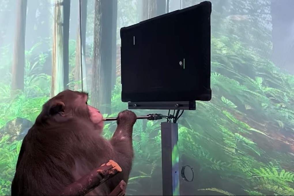 A still from the video uploaded by Elon Musk’s Neuralink start-up showing a macaque monkey named ‘Pager’ playing the video game Pong using its mind. Photo: YouTube