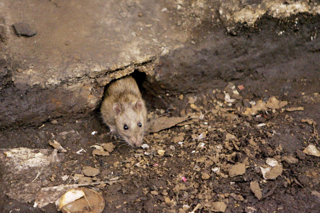 The changing human behaviours in the past year have upended the lives of rats in New York City. File photo: AP