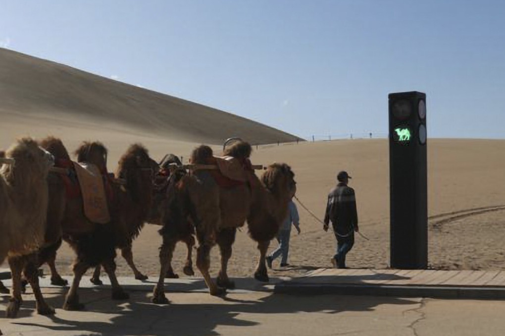 Camels pass the road when the green traffic signal is on at the scenic spot of Mingsha Mountain and Crescent Spring in Dunhuang City, Northwest China. Photo: China News Service