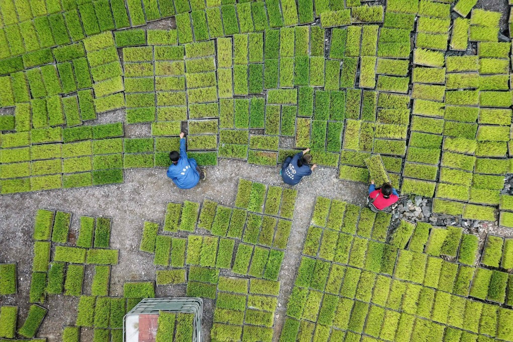Farmers at a seedling base in Jianhe in China’s southwestern Guizhou province. Chinese insurers’ rising exposure to agriculture was of particular concern, according to Moody’s, because of increasing economic losses from floods and storms, as well as the companies’ underinsuring of this exposure. Photo: AFP