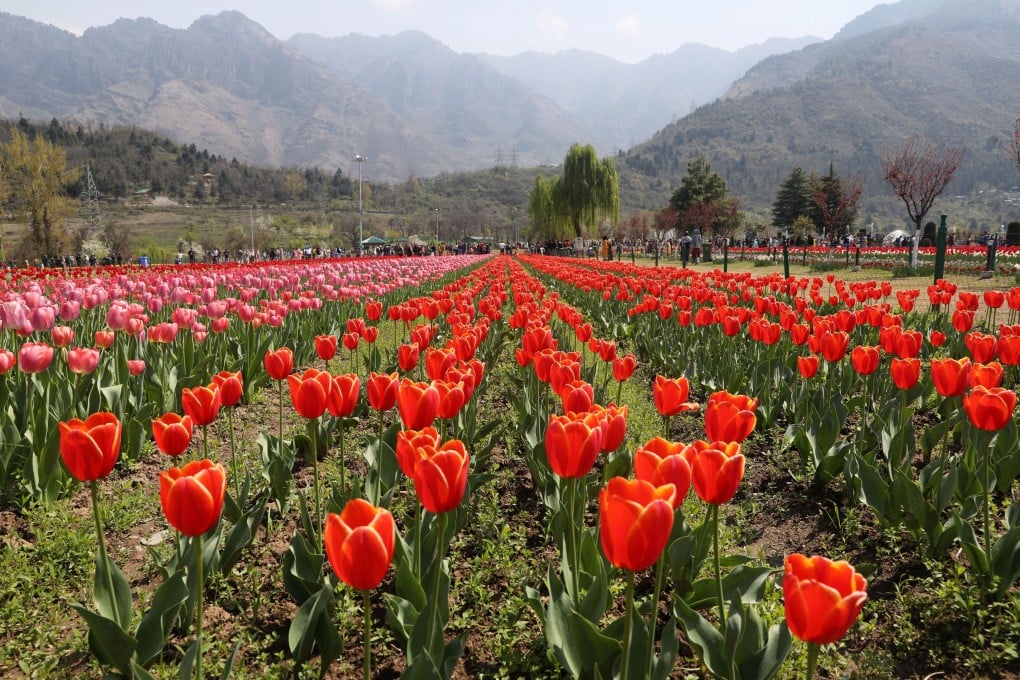 The Tulip Garden in Srinagar is a prime attraction for tourists. Photo: EPA-EFE