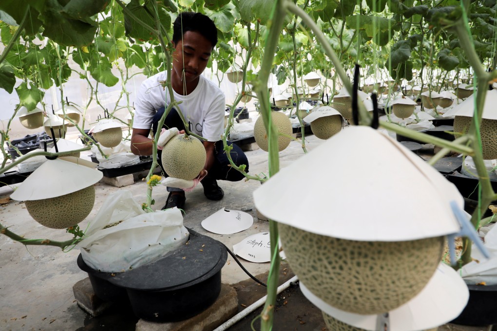 A farmer polishes a Japanese muskmelon with facial pads at Mono Farm in Putrajaya. Photo: Reuters