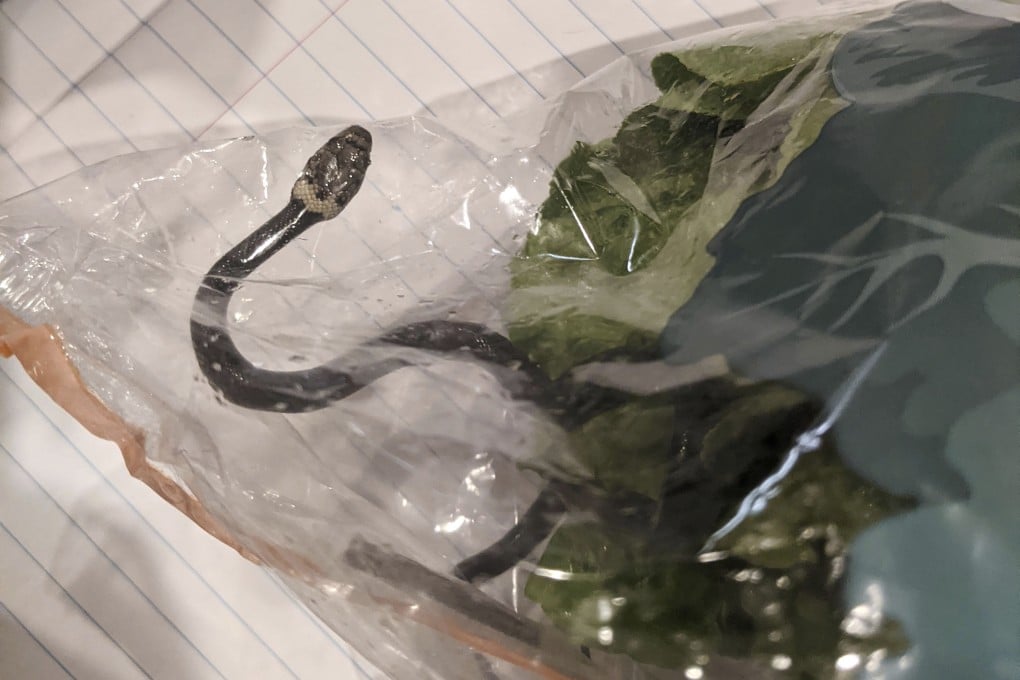 The venomous pale-headed snake discovered in a bag of lettuce. Photo: AP
