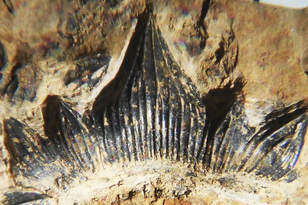 A row of teeth are seen on the lower jaw of a 300-million-year-old shark fossil, nicknamed the “Godzilla shark”. Photo: John-Paul Hodnett via AP