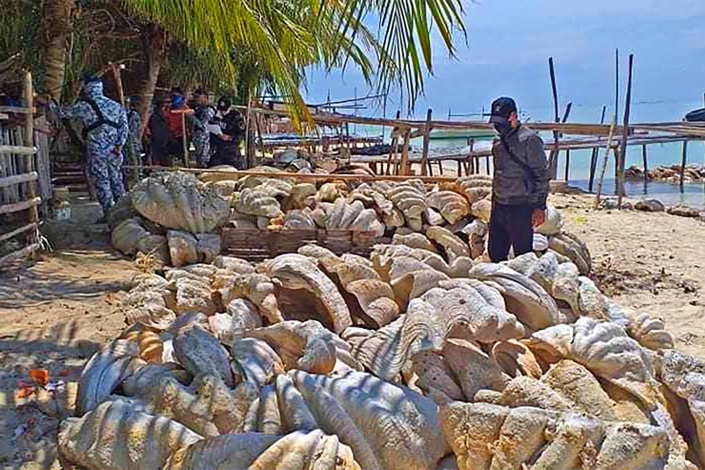 Philippine Coast Guard personnel inspecting seized giant clam shells, weighing a total of 200 tonnes and worth about US$25 million. Photo: AFP