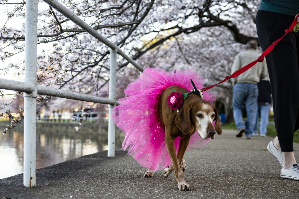 On May 1, China will be more strict towards dog owners who walk their dogs without a leash. Photo: AFP