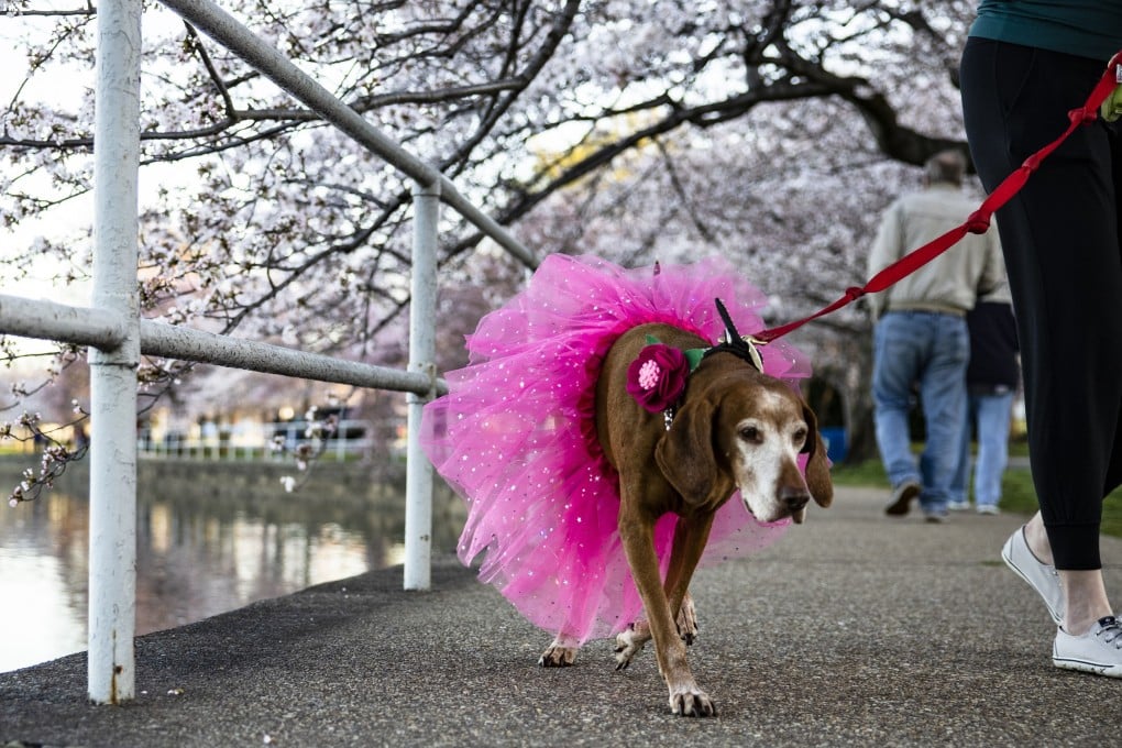 On May 1, China will be more strict towards dog owners who walk their dogs without a leash. Photo: AFP