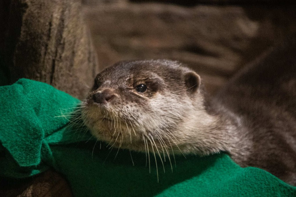 An Asian small-clawed otter at Georgia Aquarium. Photo: Georgia Aquarium/Facebook